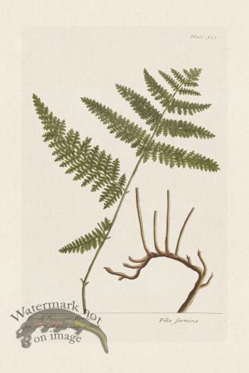 BEE 325 Female Fearn